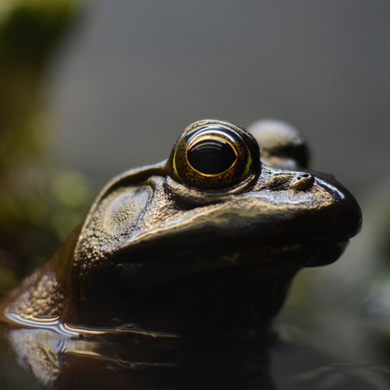 Une grenouille marron.