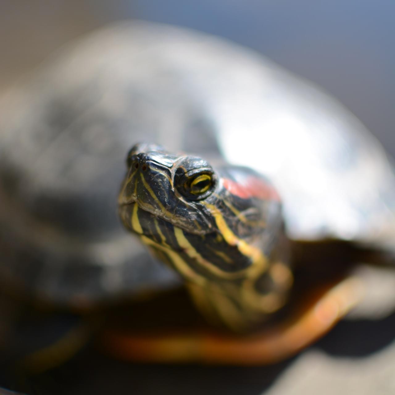 Une tortue à oreilles rouges.